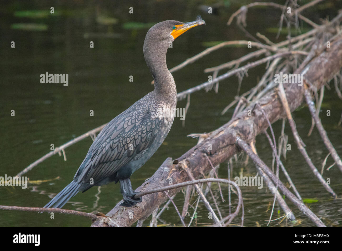 Die Seitenansicht einer double-Crested cormorant thront auf einem großen Baum im Süßwasser-Kanal in Fort Myers, Florida. Stockfoto