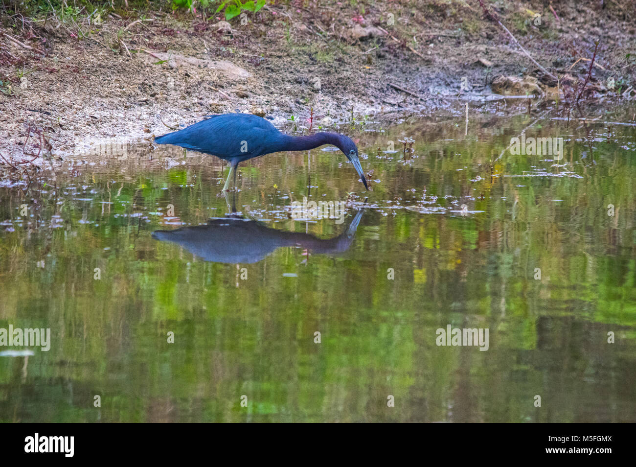 Ein wenig Blue Heron ist in die hoch reflektierende flachen Gewässern von einem Kanal in Florida gesehen, Angeln für Lebensmittel. Stockfoto