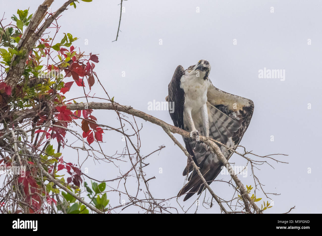 Ein Fischadler steht thront, geneigter Kopf, auf einem Zweig gegen einen weißen Himmel mit einem Flügel ausbreiten. Stockfoto