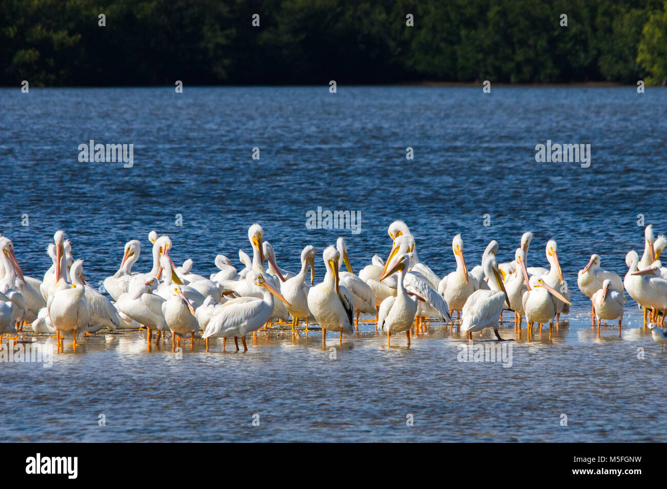 Eine große Gruppe von amerikanischen weiße Pelikane sitzen in einer Reihe in flachen Gewässern ihre Federn herauszuputzen. Stockfoto