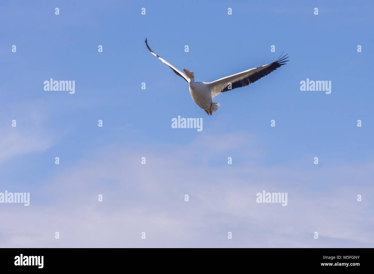 Eine American White Pelican im Flug vor blauem Himmel. Stockfoto