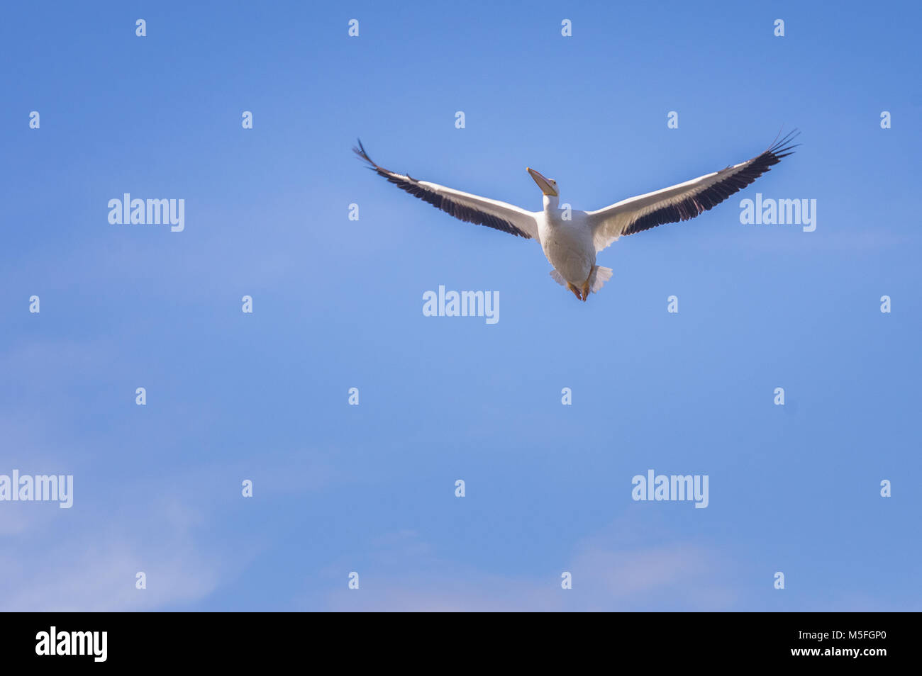 Eine American White Pelican im Flug vor blauem Himmel. Stockfoto