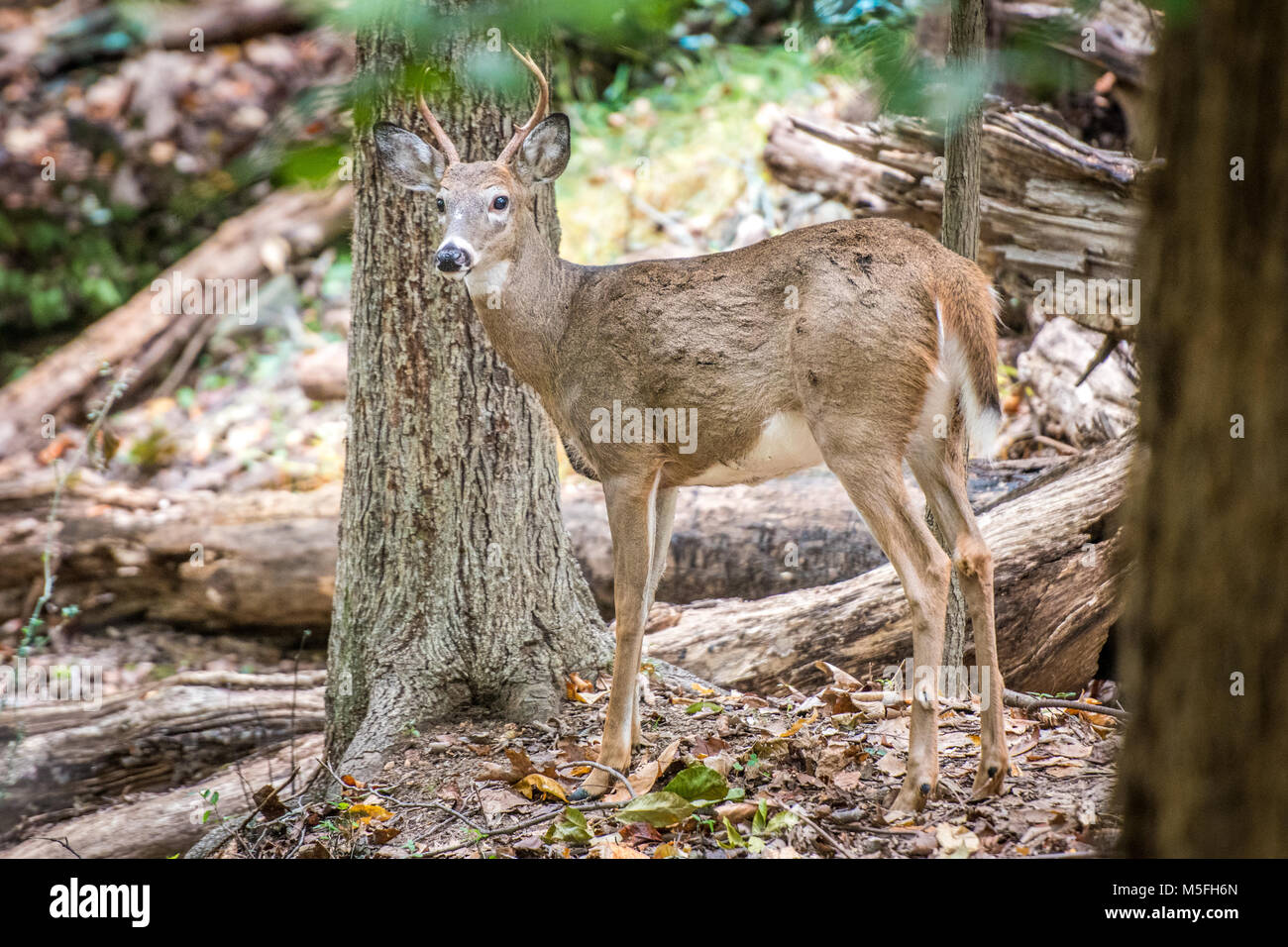 Buck weiß - Schwanz Hirsch steht Alert und allein in den Wald, Bethesda, Maryland. Stockfoto