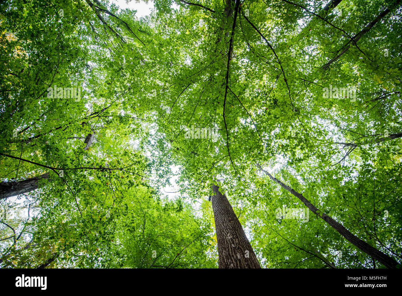 Green Tree Vordächer verschlingen den Himmel, Bethesda, Maryland. Stockfoto