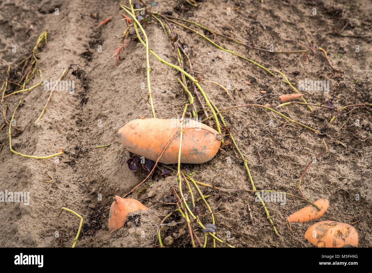 Süsse Kartoffeln noch zu ihren Wurzeln verbunden, bevor sie geerntet werden, Dorchester County, Maryland Stockfoto