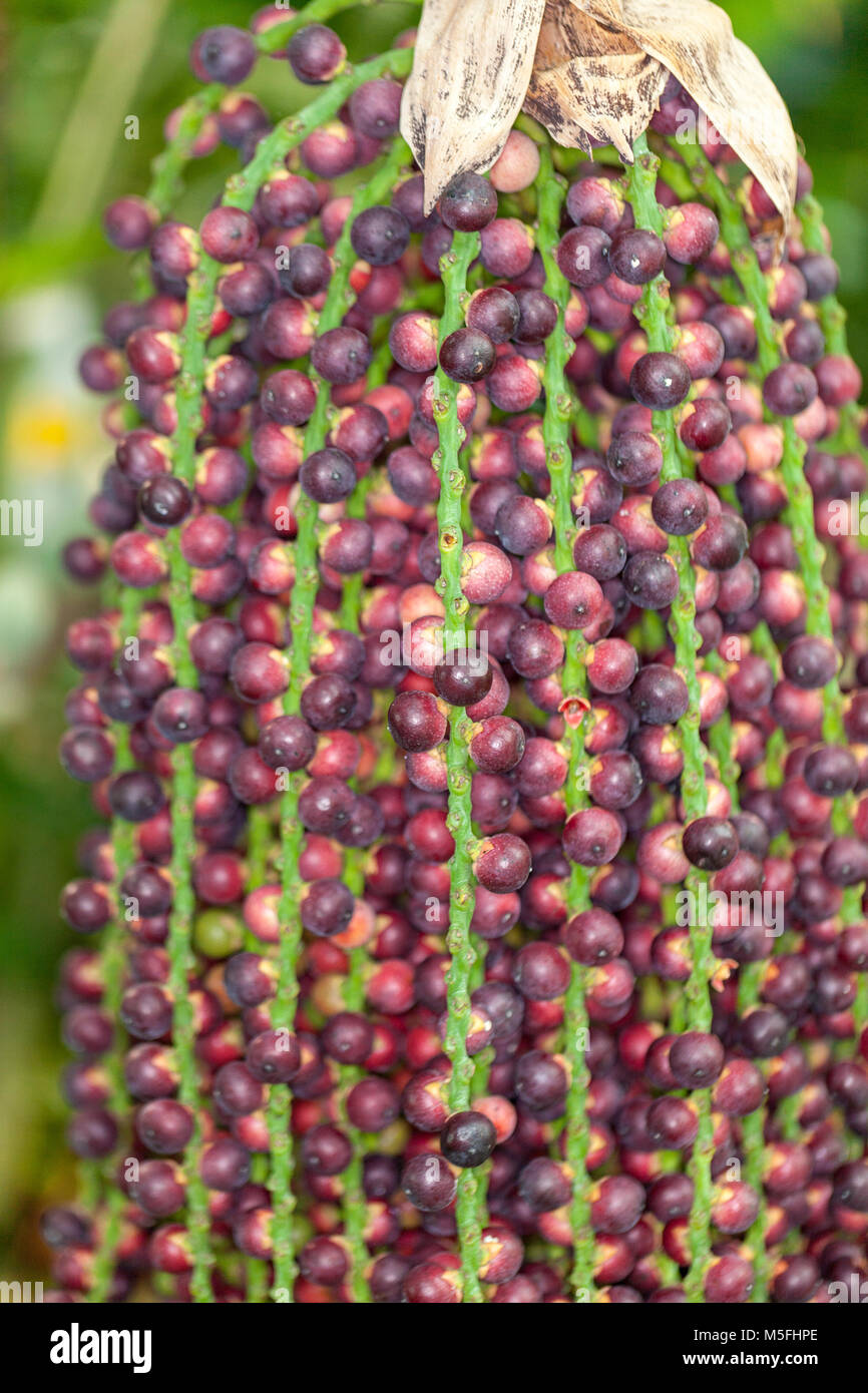 Clustering Fishtail Palm, Tuvad fiskstjärtspalm (Caryota mitis) Stockfoto