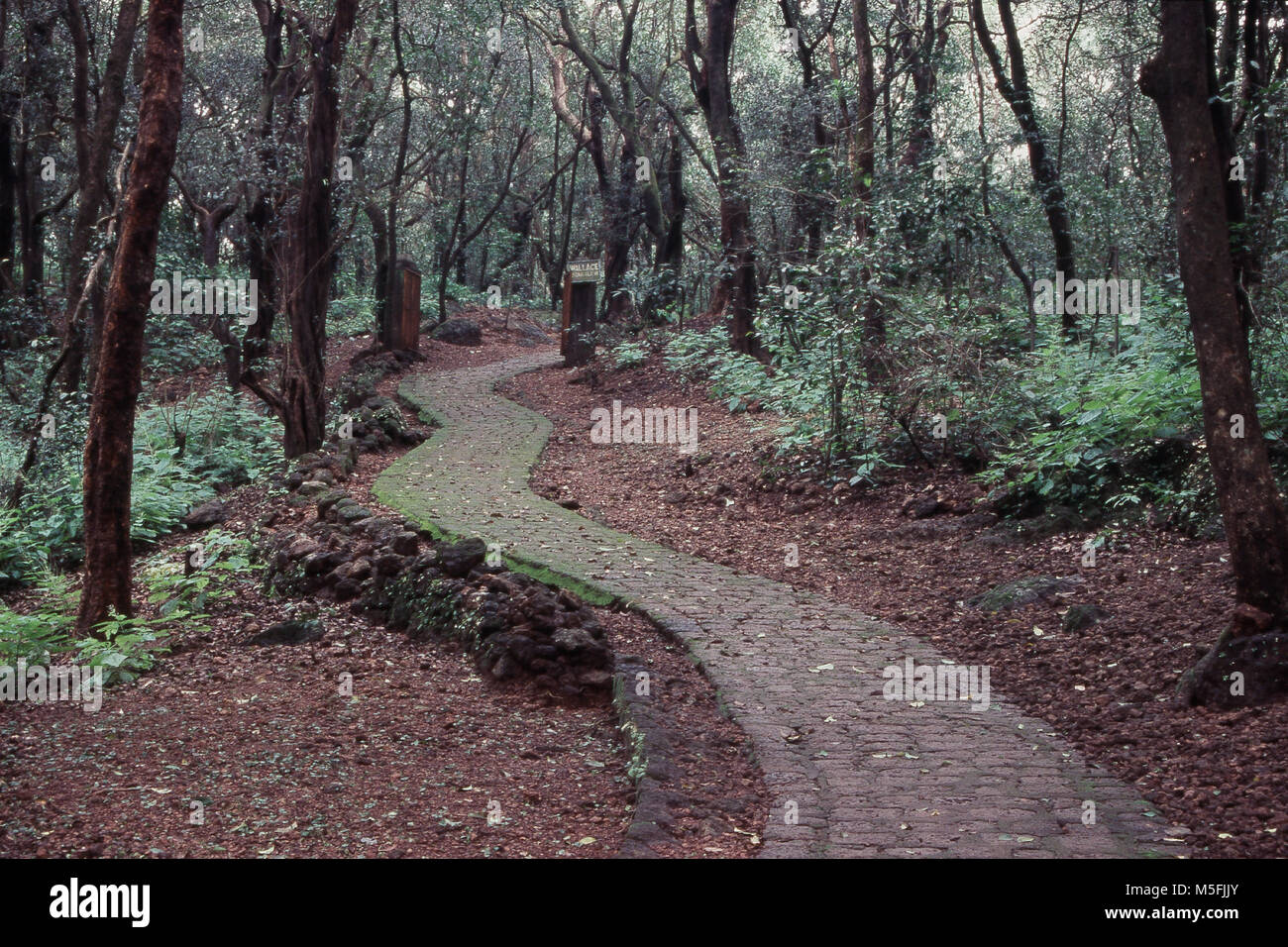 Gekrümmter Pfad im Wald, Matheran, Bezirk Alibag, Maharashtra, Indien Stockfoto