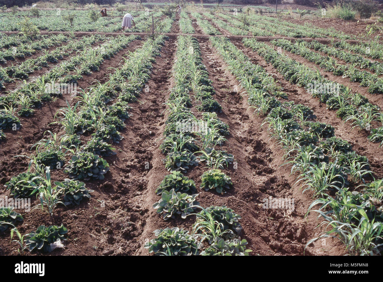 Anbau von Erdbeeren im Gebiet der valsad, Gujarat, Indien Stockfoto