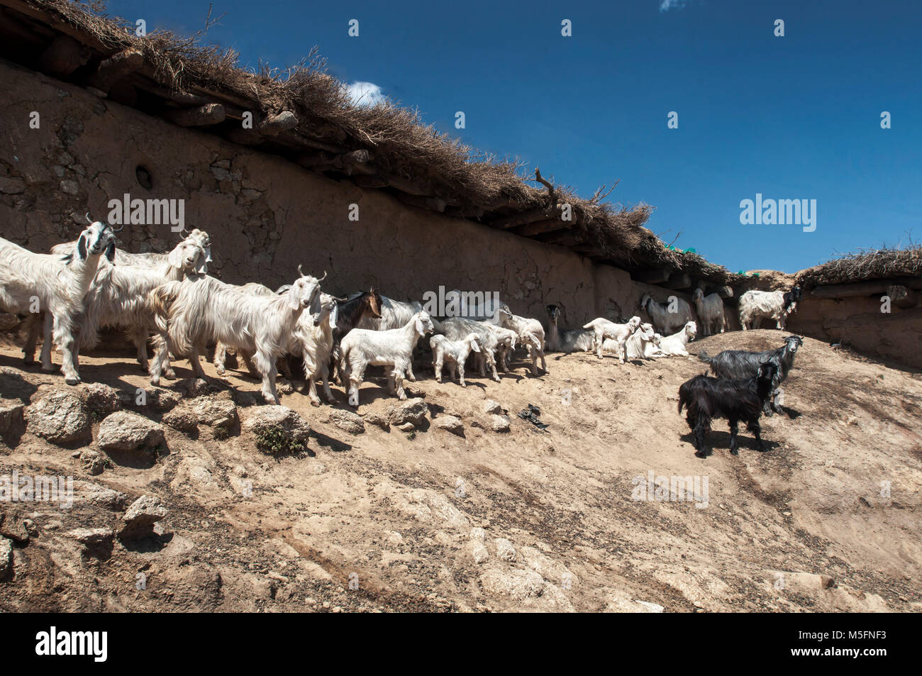 Ziegen, Gadar, Chamba, Himachal Pradesh, Indien, Asien Stockfoto