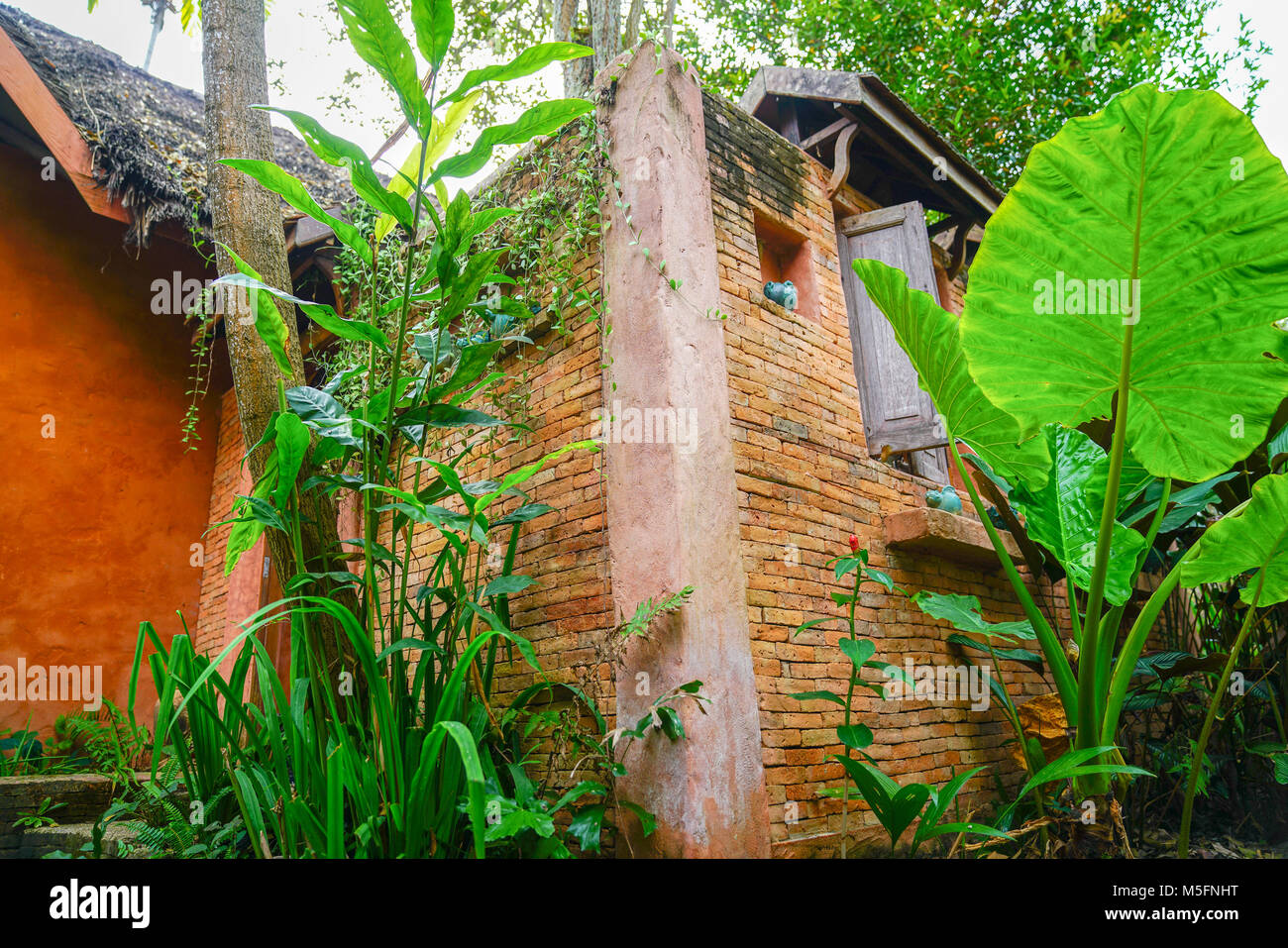 Großen, grünen tropischen Pflanzen Neben rustikalen Haus. Stockfoto