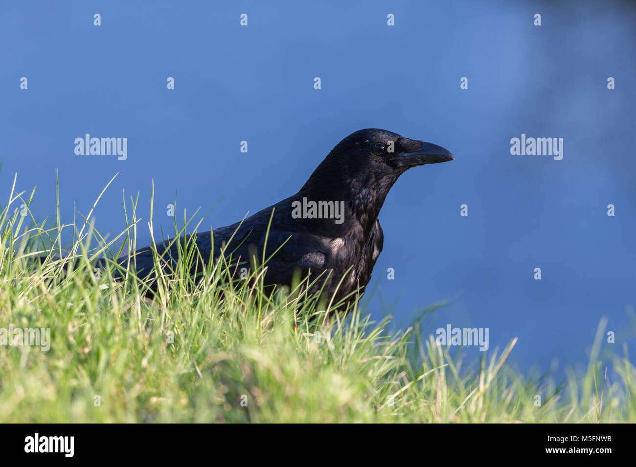 Seitenansicht portrait natürliche Nebelkrähe (Corvus corone), grüne Wiese Stockfoto