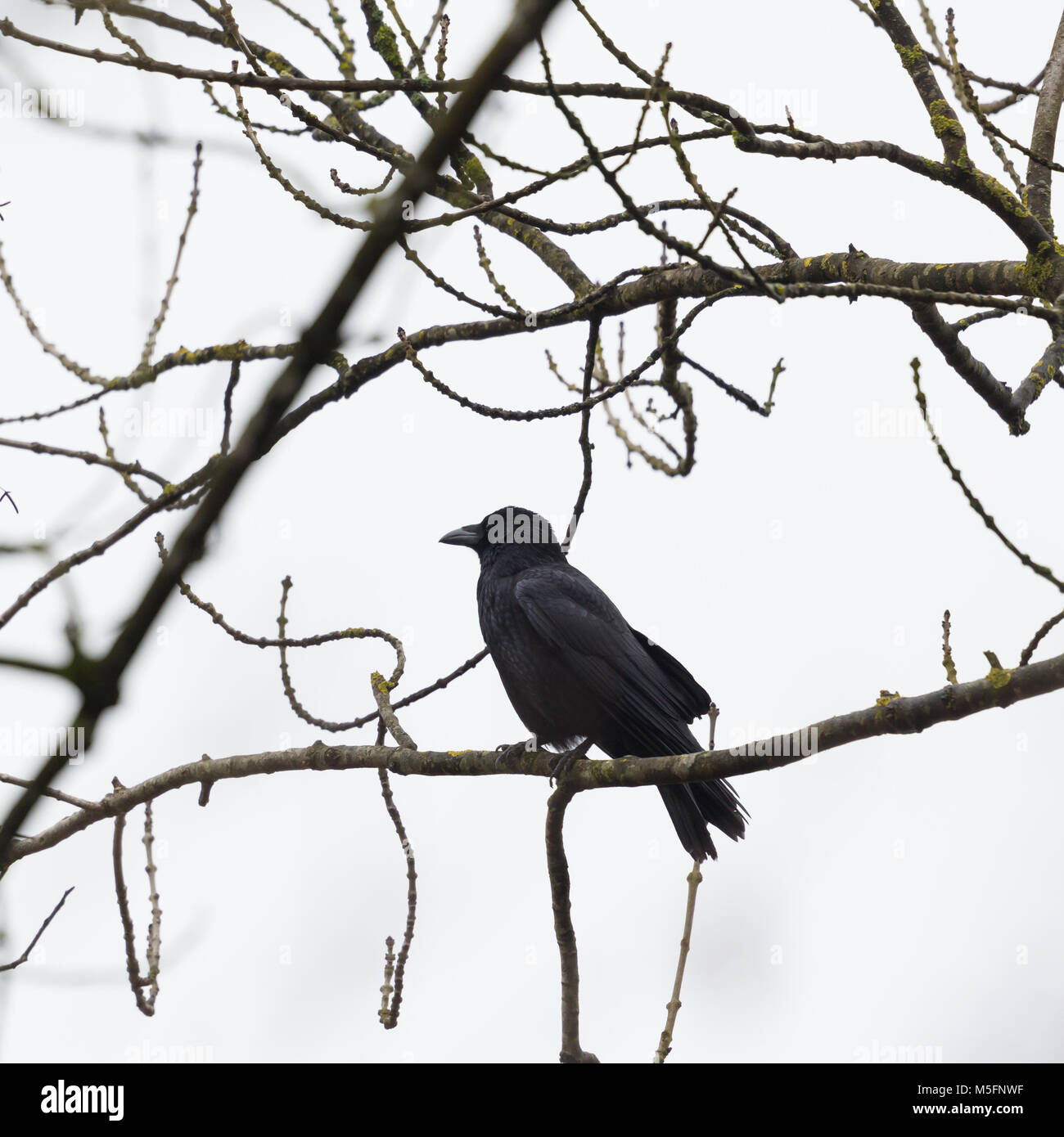 Natürliche Nebelkrähe Kolkrabe (Corvus corone) sitzen in Zweigstellen Stockfoto