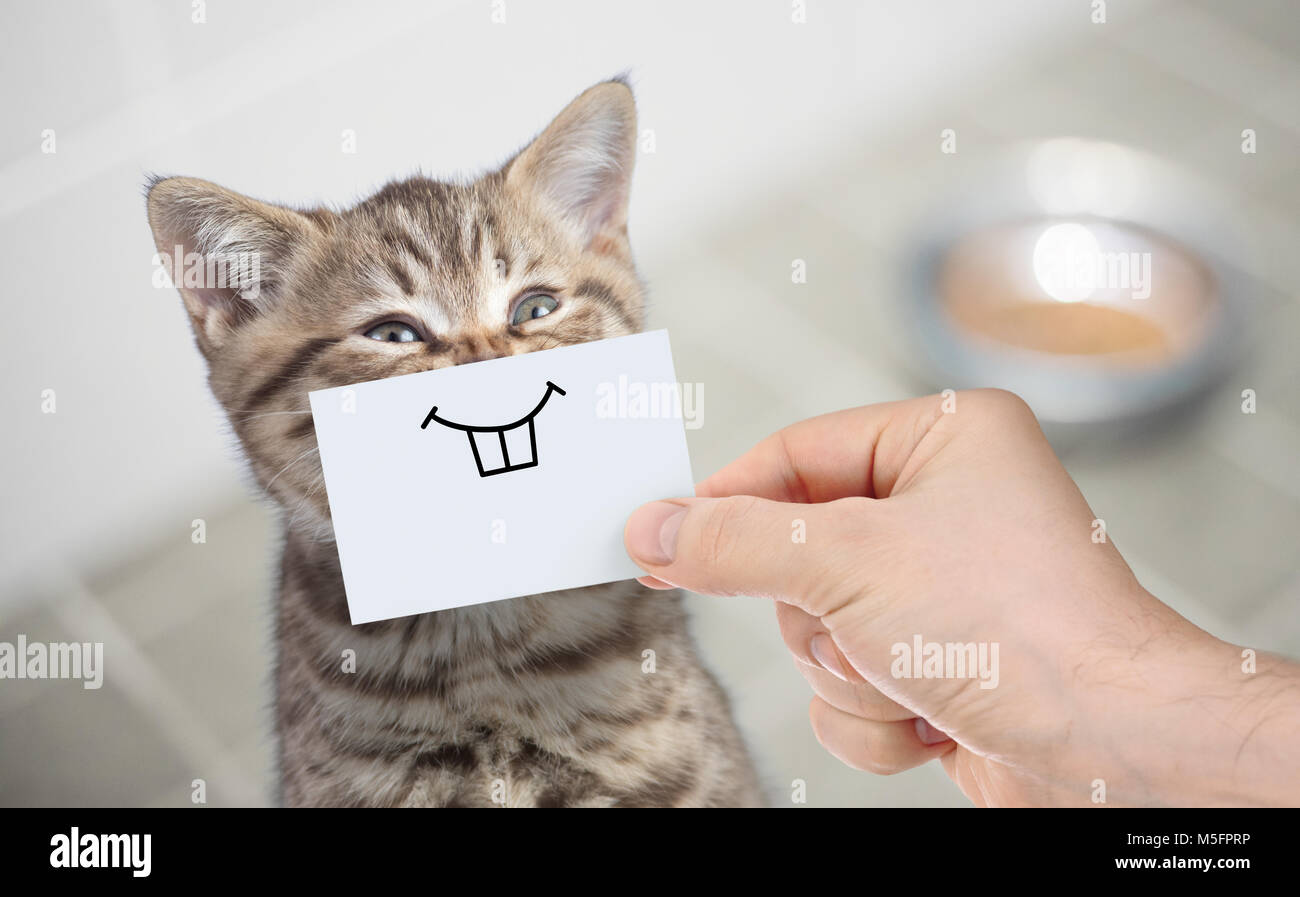 Lustige Katze mit Lächeln auf Karton in der Nähe von Essen sitzen Stockfoto