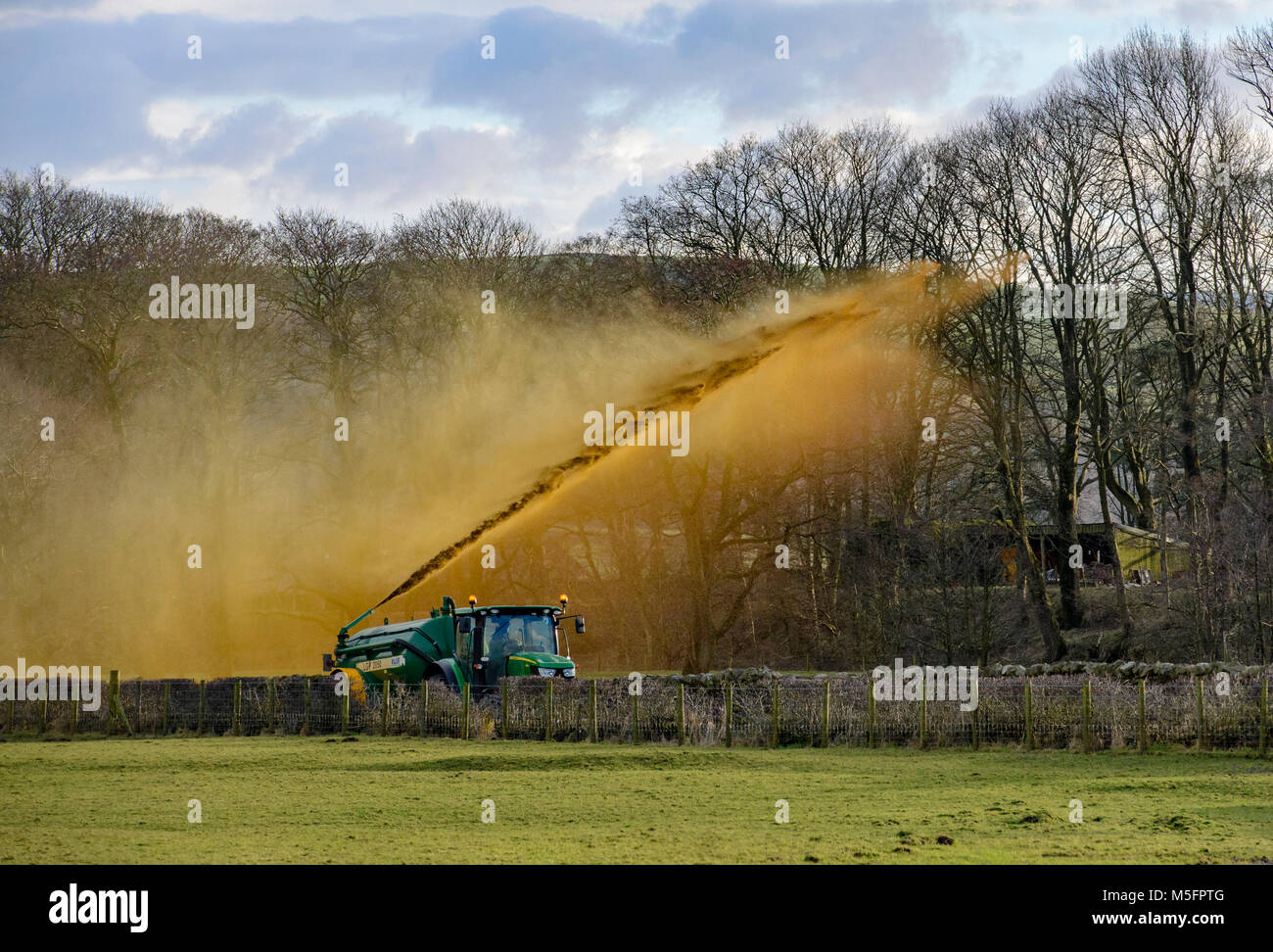 Blasen Milchkuh Gülle über eine Hecke in einem Feld nach einem Bann von nassem Wetter Traktoren aus dem Land, Lancashire, Großbritannien hält. Stockfoto