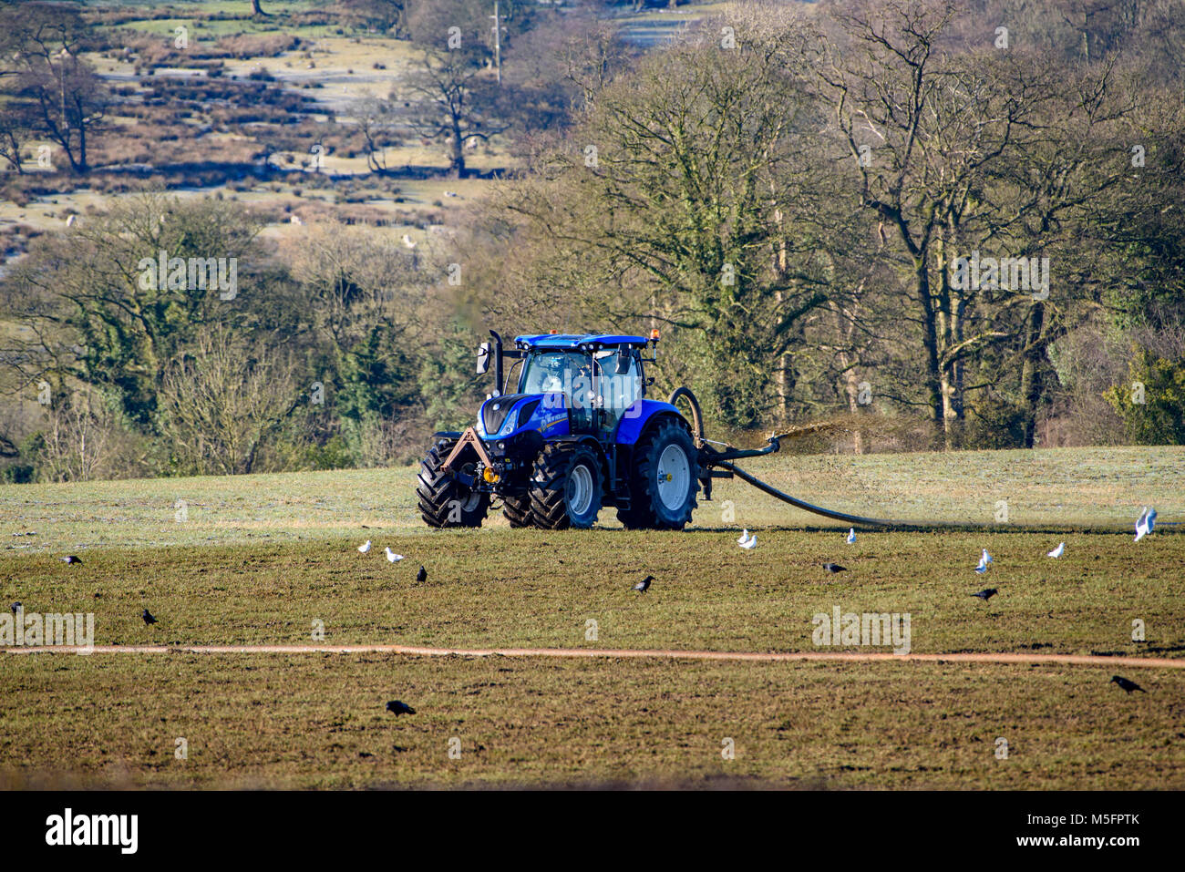 Ein New Holland Traktor Verbreitung mit einer Nabelschnur system Gülle, Clitheroe, Lancashire, Großbritannien. Stockfoto