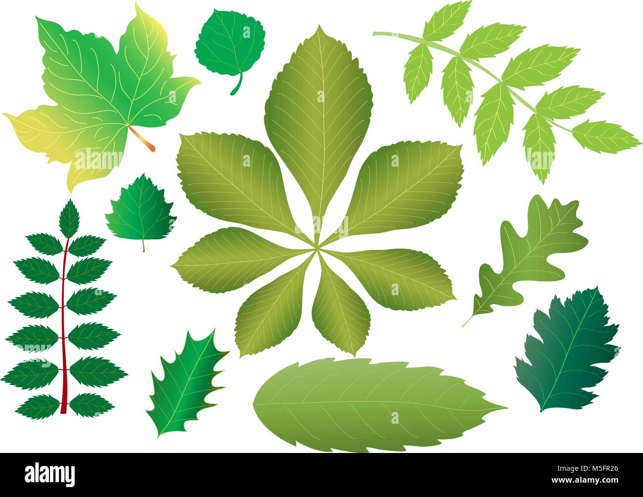 Zehn verschiedene grüne Blätter Stock Vektor