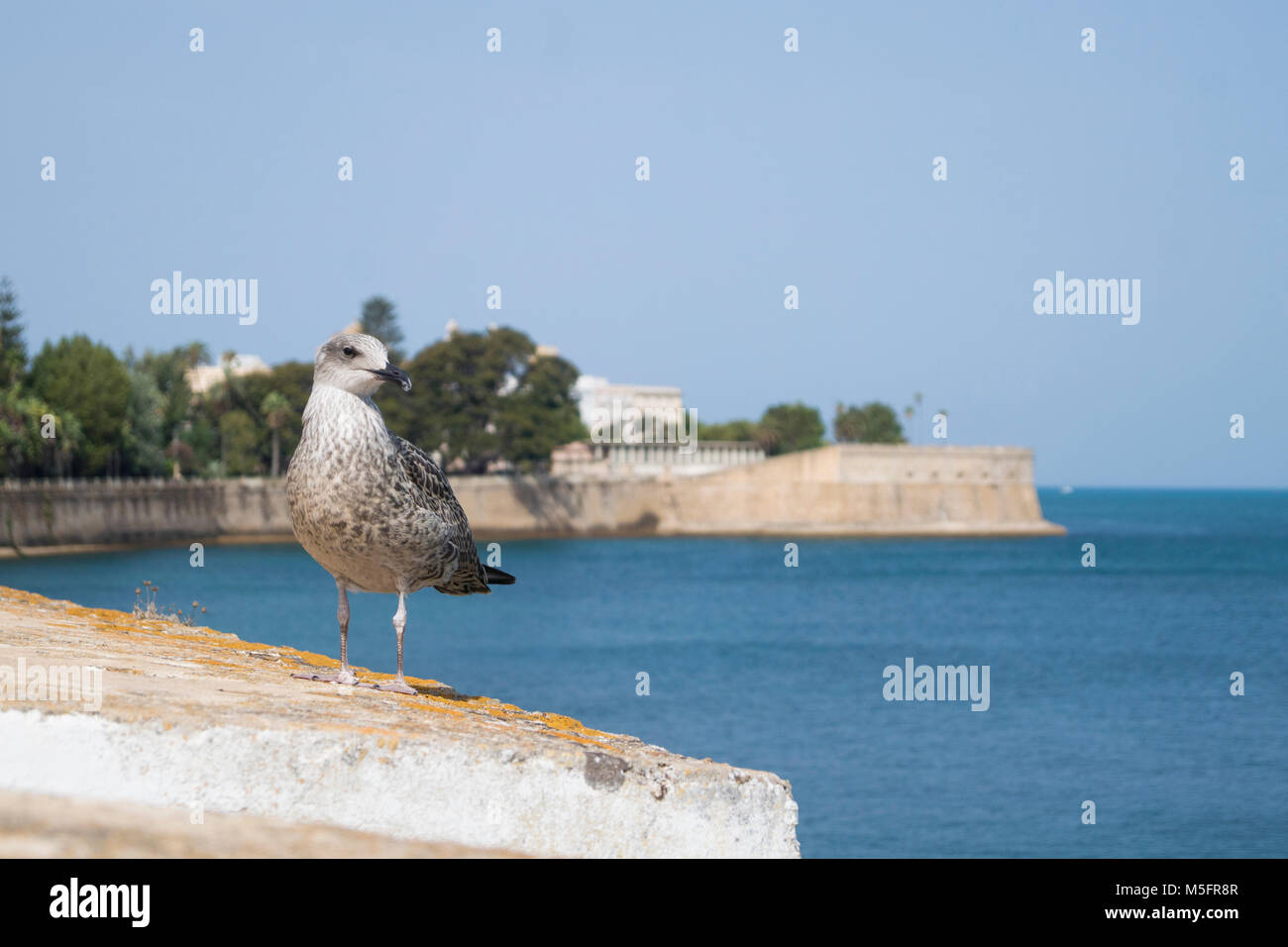 Youn Möwe in Cadiz (Spanien) - Vogel Fotografie Stockfoto