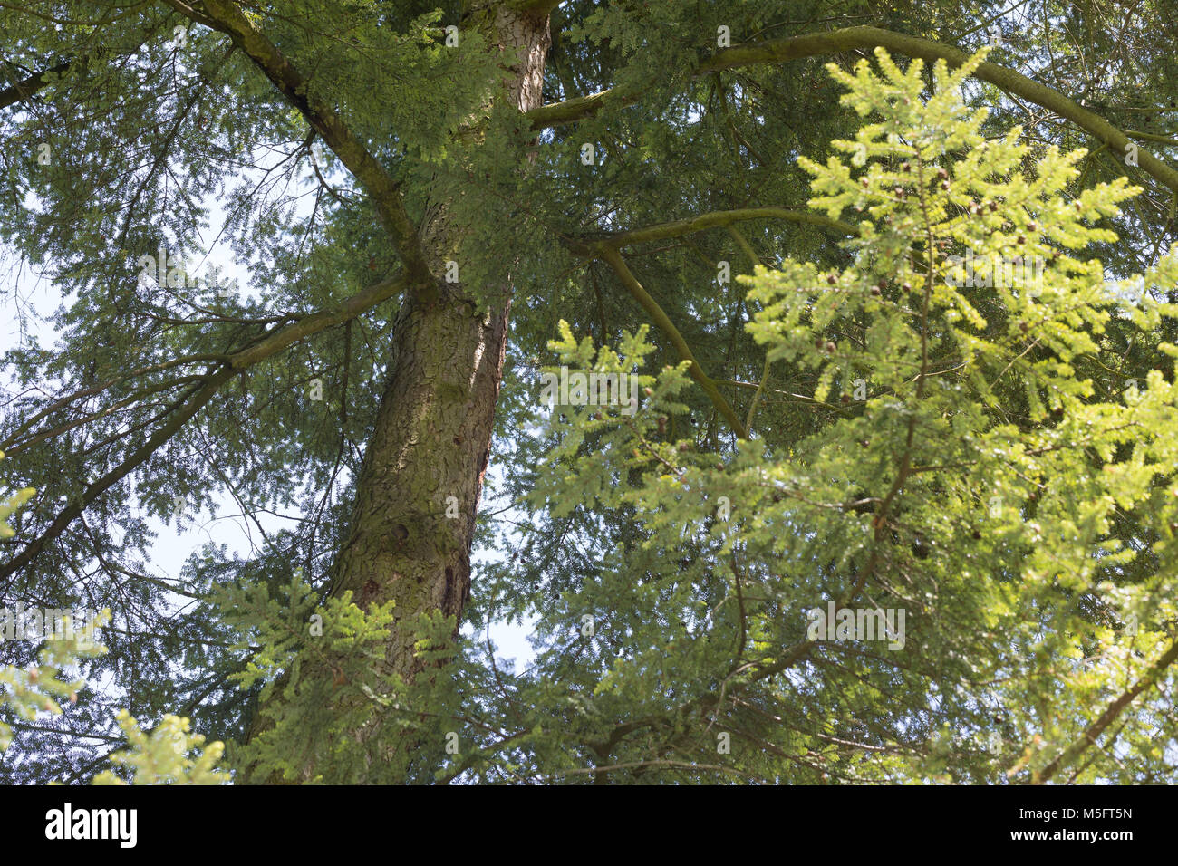 Kanadische Hemlocktanne, Hemlocktanne, Hemlock-Tanne, Kanadische Schierlingstanne, Tsuga canadensis, Eastern hemlock, Eastern hemlock - Fichte, Kanadische Stockfoto