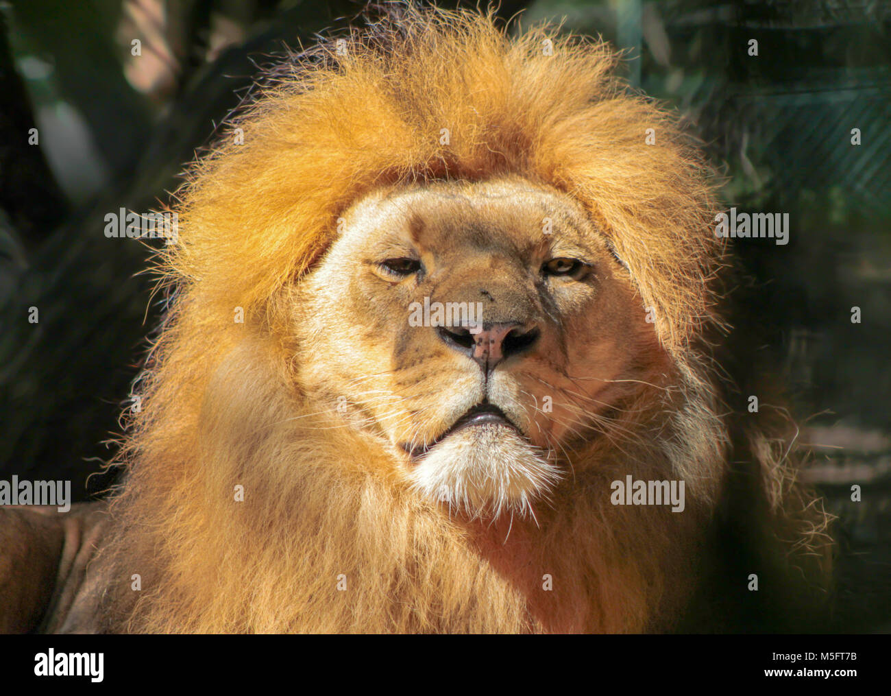 Portrait von riesigen schönen männlichen Afrikanischen Löwen Stockfoto