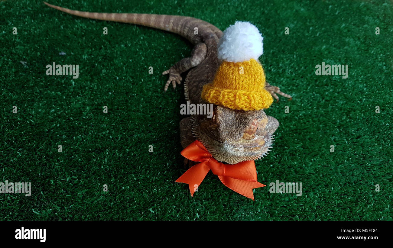 Buh der Drache. Kleid zu beeindrucken. Stockfoto