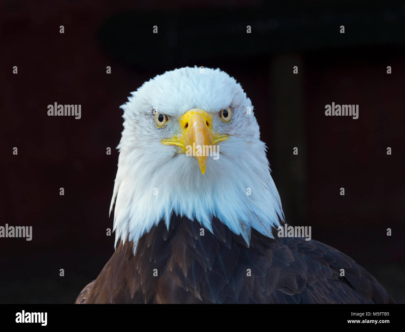 Weißkopfseeadler Haliaeetus Leucocephalus Everglades Nationalpark Florida USA Stockfoto