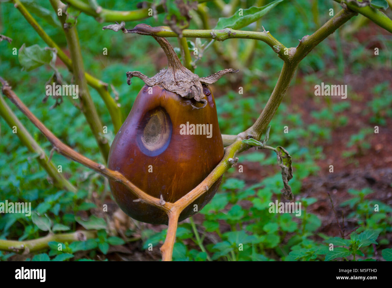 Eine verletzte Aubergine Stockfoto