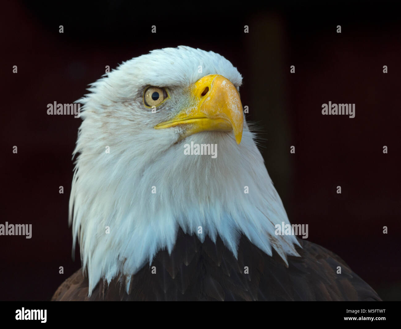 Weißkopfseeadler Haliaeetus Leucocephalus Everglades Nationalpark Florida USA Stockfoto