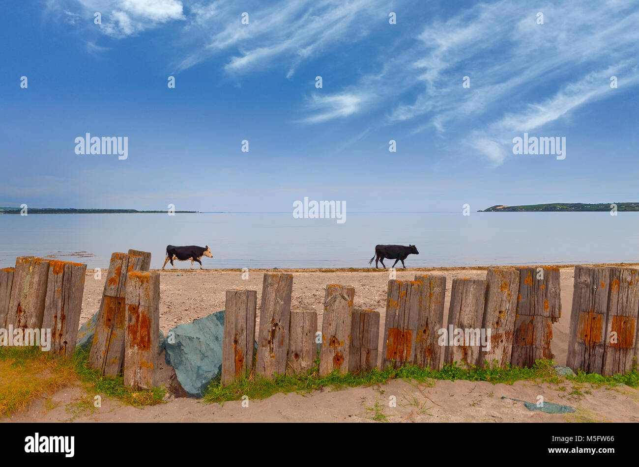Feisian Rinder auf der Cunnigar, Dungarvan Bay, County Waterford, Irland Stockfoto