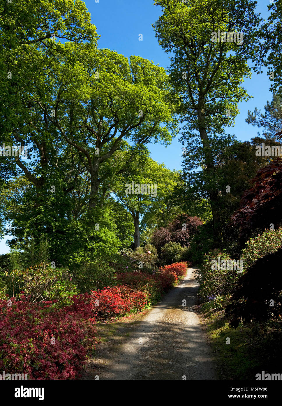 Weg durch den Robisonian Stil das Einpflanzen von blühenden Sträuchern, Mount Congreve Gärten, in der Nähe von Kilmeaden, County Waterford, Irland Stockfoto
