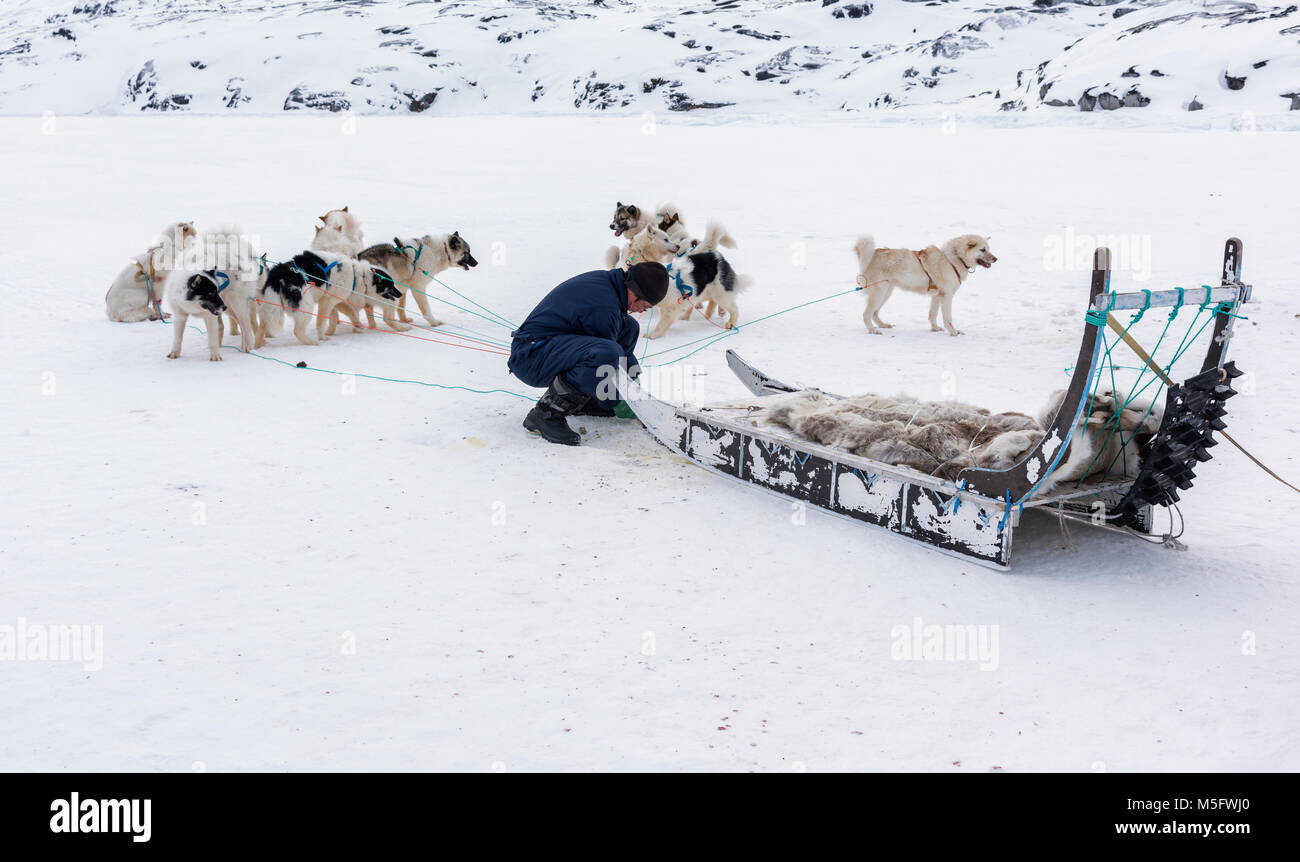 Lokale Jäger Hans Ausübung seiner Schlittenhunde in Oqaatsut Dorf Stockfoto