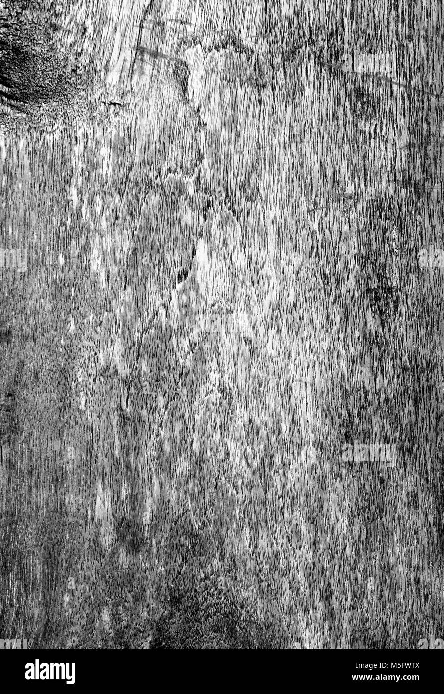 Eine Holzplatte Textur, eine schwarz-weiß Foto Bild einer Holzplatte vorhanden ein Detail der Textur und Muster einer Holzplatte in diesem Bereich, können Stockfoto