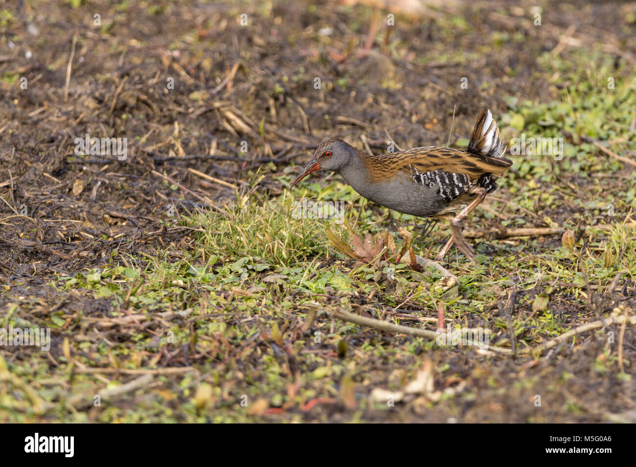 Wasserralle (Rallus Aquaticus) darting Bereiche unter Schnitt zurück winter Vegetation an WWT Arundel zu öffnen. Lange Beine lange rote Bill und weißen Schwanz. Stockfoto