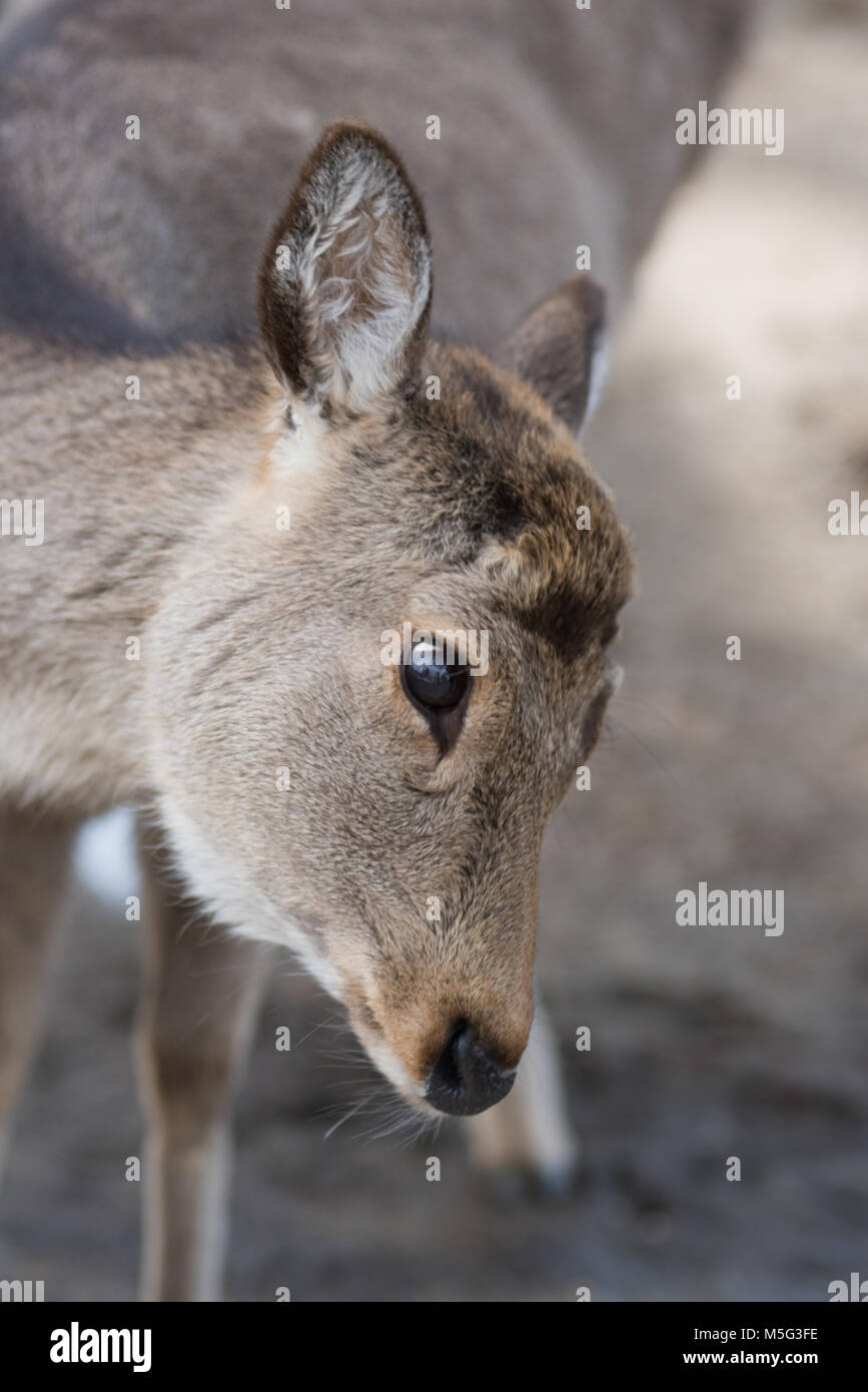 Hirsche in einem Park Stockfoto