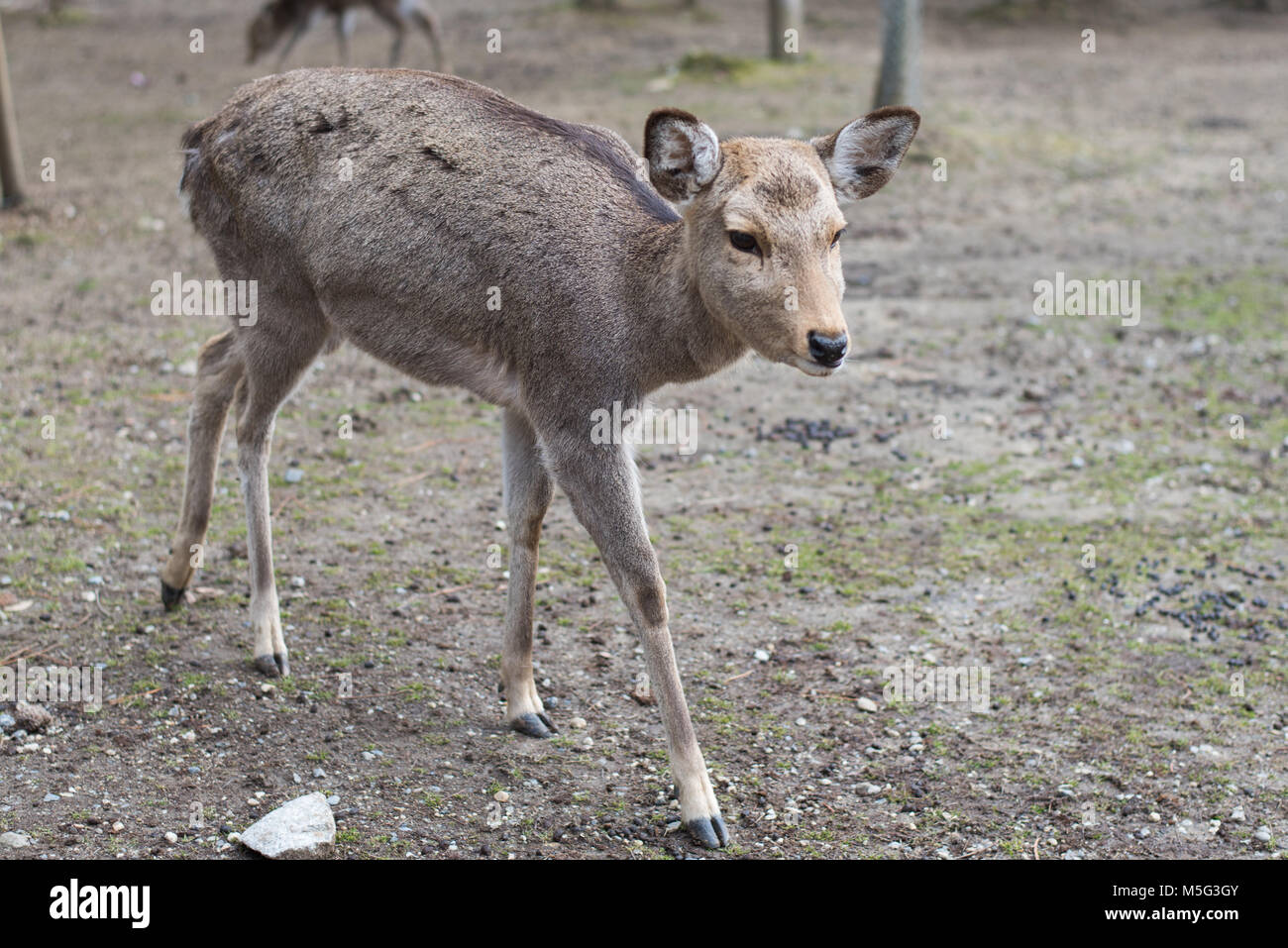 Hirsche in einem Park Stockfoto