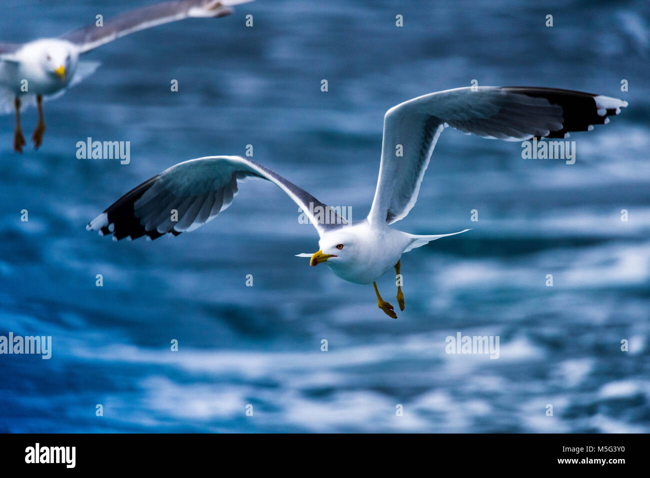 Gelbe legged Gull (Larus Michahellis) um ein Schiff unter, auf der Suche nach Essen Stockfoto