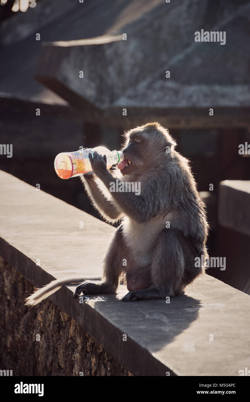 Durstig, Affen, Affen trinken Wasser aus den Flaschen auf Bali Stockfoto