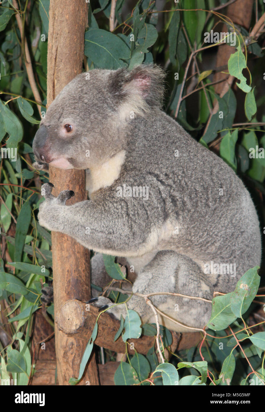 Koala, Phascolarctos Cinereus, Lone Pine Koala Sanctuary, Brisbane, Australien Stockfoto