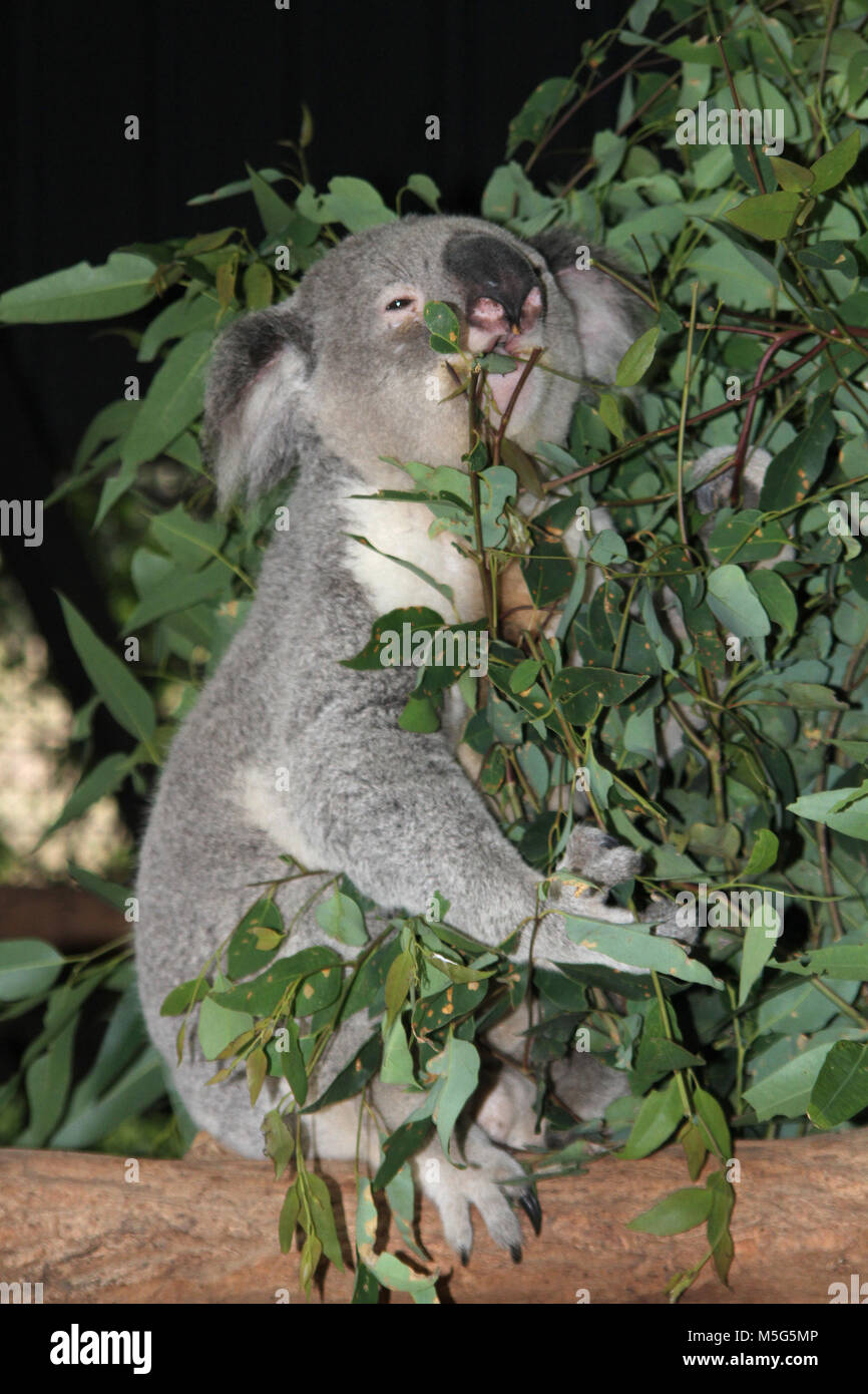 Koala, Phascolarctos Cinereus, Lone Pine Koala Sanctuary, Brisbane, Australien Stockfoto