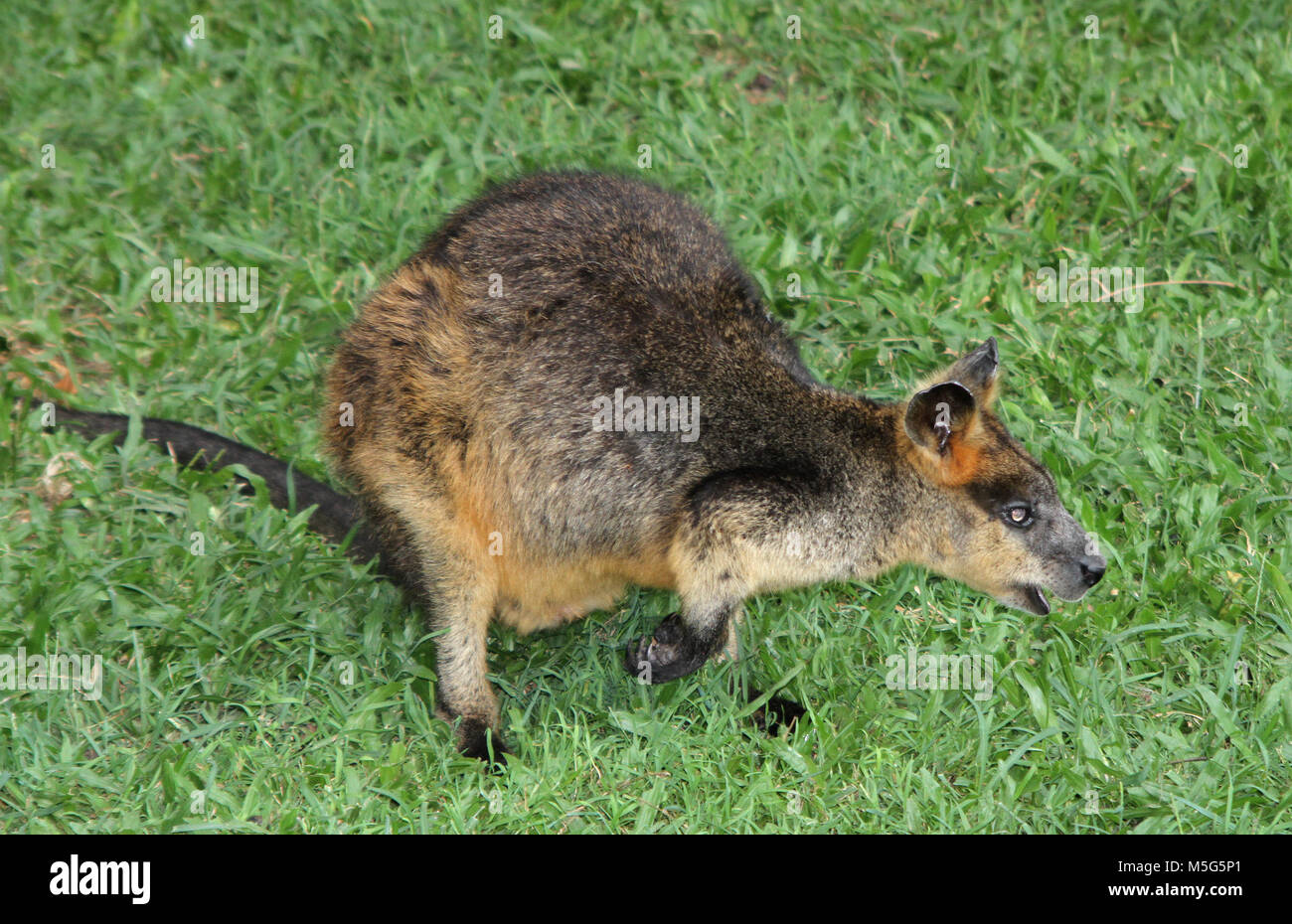 Red-necked Wallaby (Macropus rufogriseus), Lone Pine Koala Sanctuary, Brisbane, Australien Stockfoto