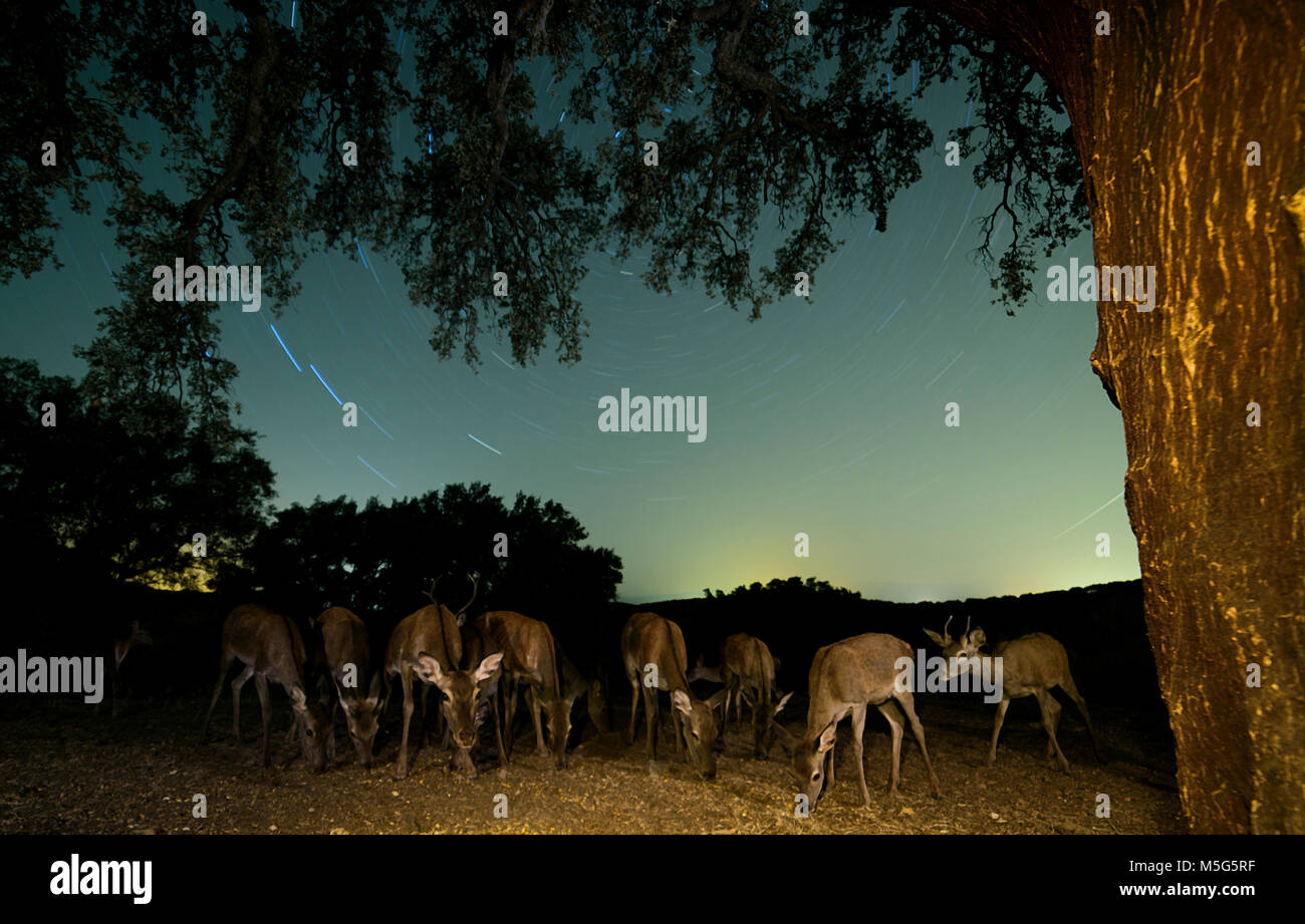 Die Hirsche (Cervus elaphus), Nacht, gedreht in der Extremadura (Spanien) Stockfoto