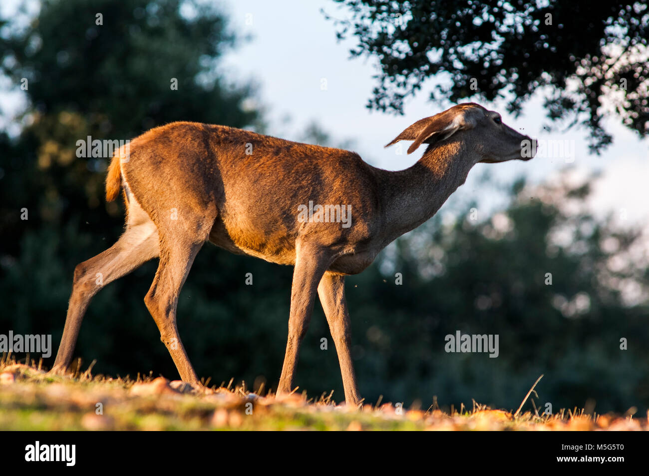 Die Hirsche (Cervus elaphus) Frau, Erwachsener, Bergabfahren Stockfoto