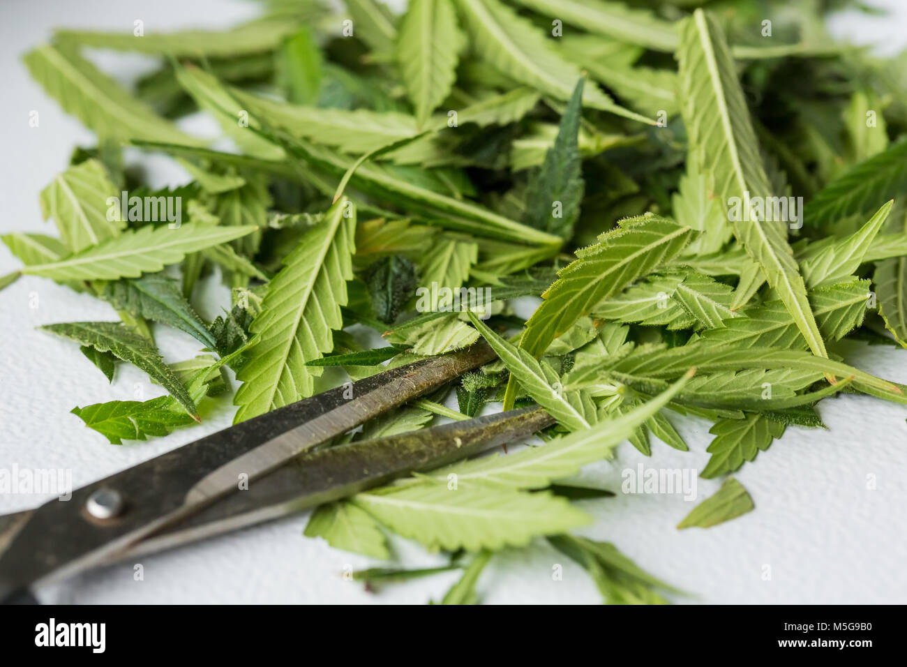 Makro Nahaufnahme eines Cannabis marihuana Pflanze mit Schwerpunkt auf der Abgeschnittene Blätter während der Ernte Stockfoto