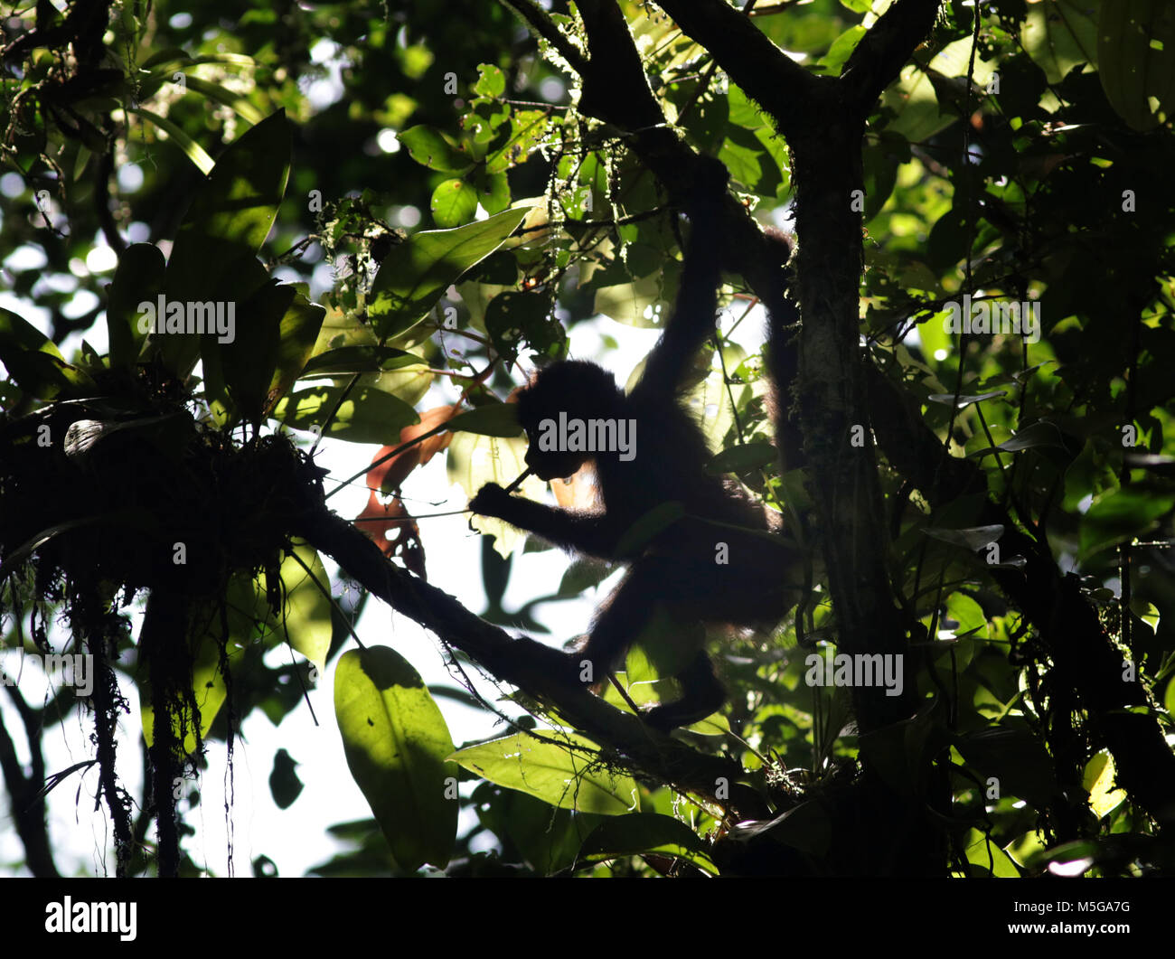 Spider Monkey (ateles Geoffroyi). Corcovado Nationalpark, Halbinsel Osa, Costa Rica. Stockfoto