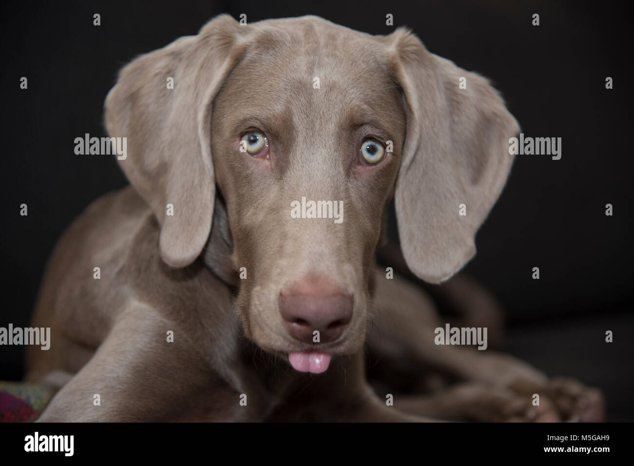 Hund mit herausgestreckter Zunge Stockfoto