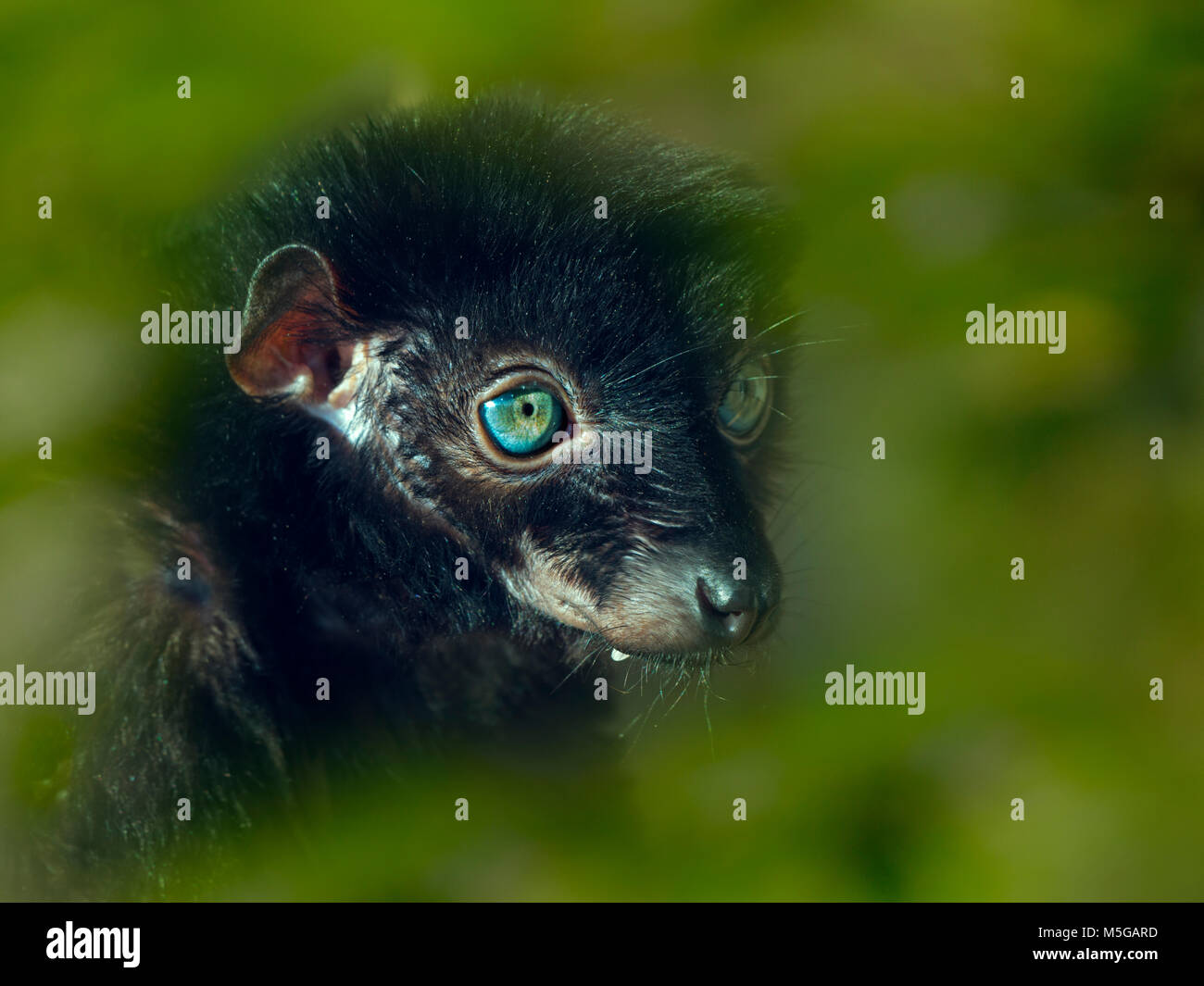 Männlich Blue-eyed Black lemur Eulemur flavifrons auch als lemur der Sclater bekannt Stockfoto