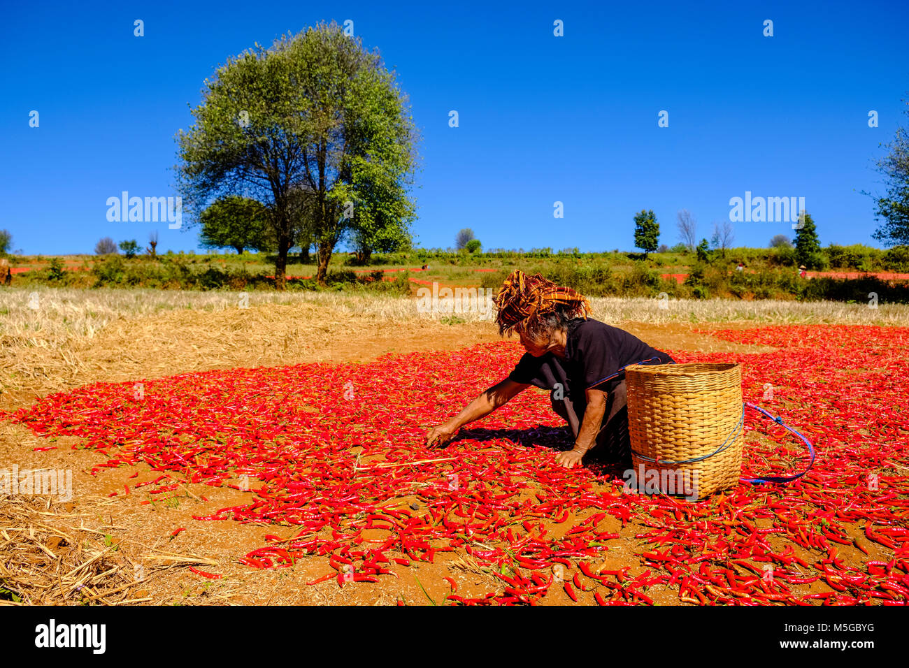 Geerntet Chili ist für Trocknen und Sortieren Sie durch eine Frau auf die Felder in den Hügeln des Stammes- Bereich ausbreiten Stockfoto