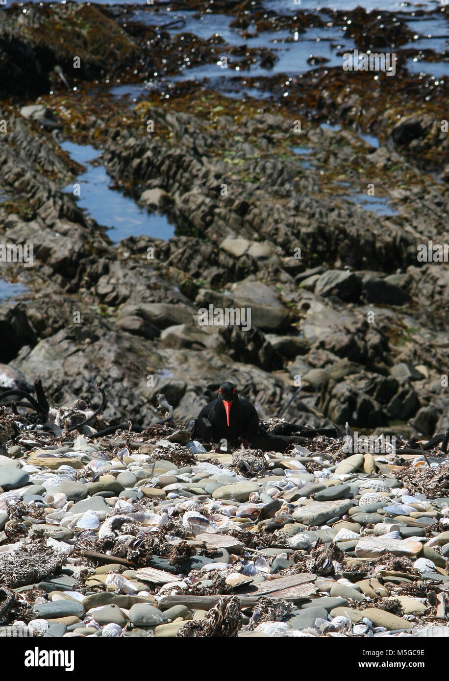 African Black oystercatcher am Strand, (Haematopus moquini), Kapstadt, Western Cape, Südafrika. Stockfoto