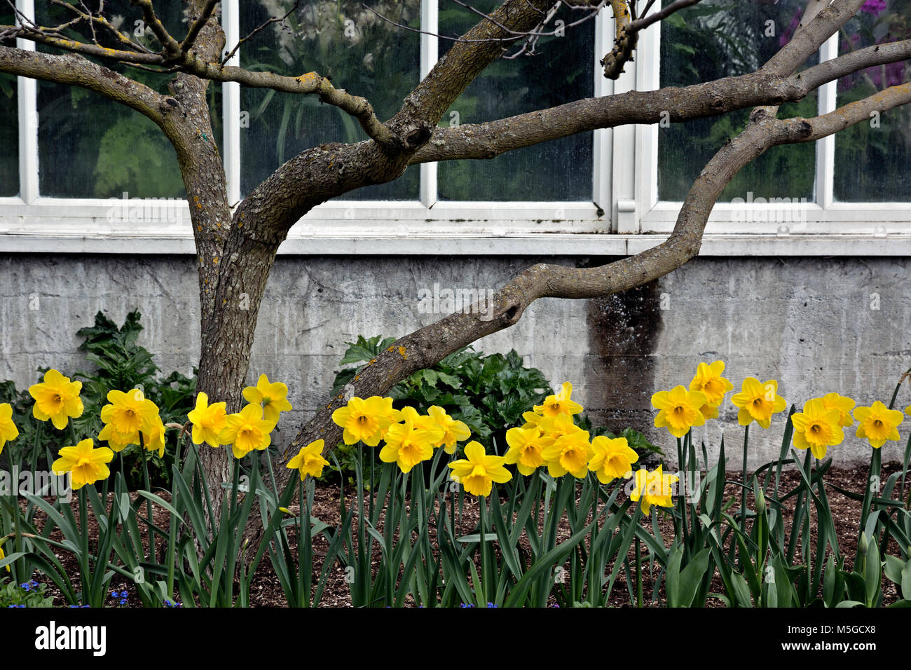 WA 13670-00 ... WASHINGTON - Narzissen blühen unter den Frühling Blumen säumen die Basis des Konservatoriums in Seattle Freiwillige Park. Stockfoto