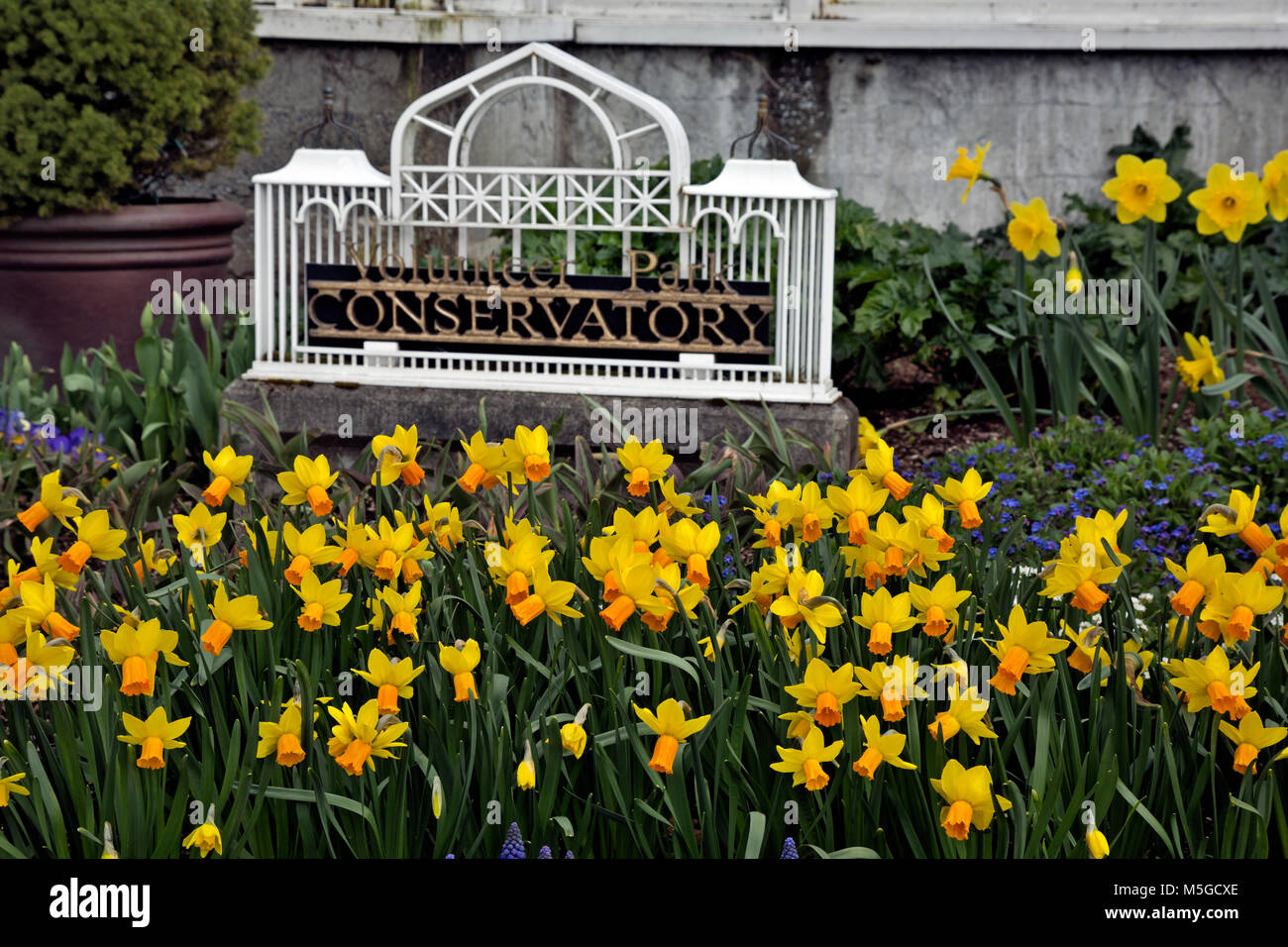 WA 13671-00 ... WASHINGTON - Narzissen blühen unter den Frühling Blumen säumen die Basis des Konservatoriums in Seattle Freiwillige Park. Stockfoto