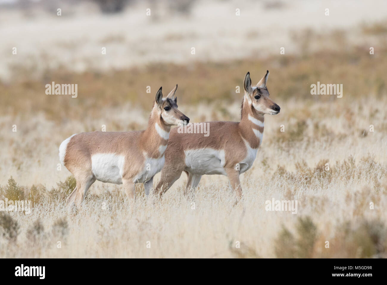Pronghorn Antilope funktioniert Stockfoto